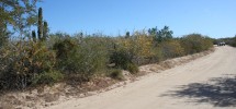 Wooded Acreage Wooded Acreage