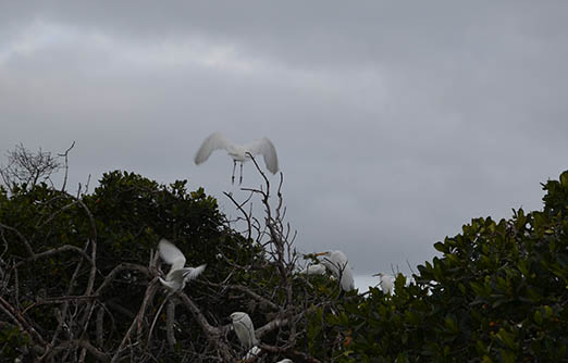 Can you see the birds?