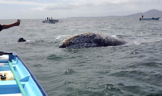 Their moment in the sun, er, clouds. Whales getting papped.