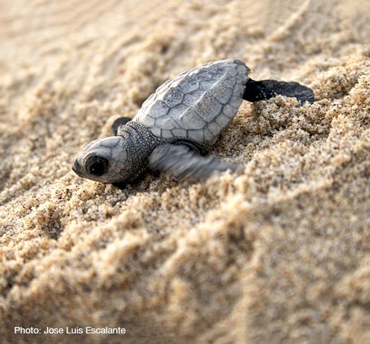 Turtle Release at TB